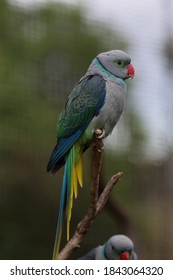 Colorful Birds In At Adelaide Zoo 