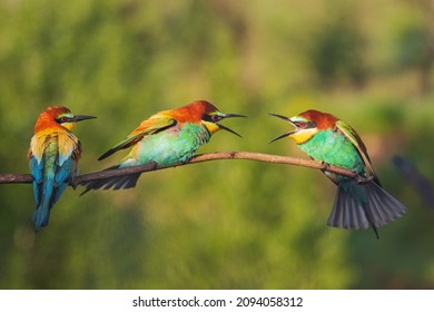 Colorful Birds Of Paradise In Mating Courtship