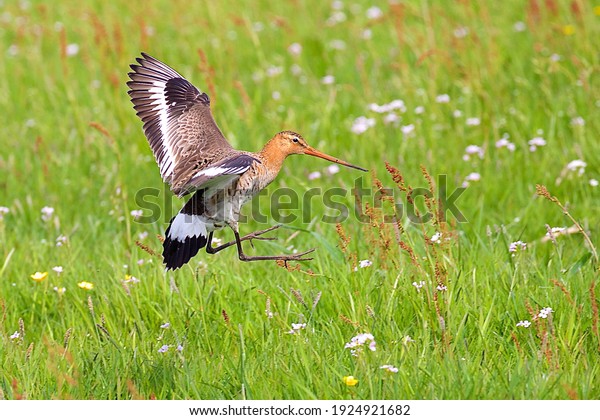 Colorful black-tailed\
godwit meadow bird landing in a protected flowering meadow with a\
variety of flowers and green grass in a semi-natural grassland area\
in the Netherlands.