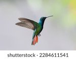 Colorful, Black-throated Mango hummingbird, Anthracothorax nigricollis, with orange tail hovering against a gray background.