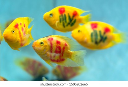 Home Fish Tank Stock Photos Images Photography Shutterstock