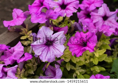 colorful blooming flowers of Petunia (Petunia hybrida) in the garden