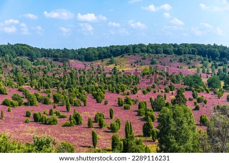 Colorful blooming heather landscape at the Totengrund near Wilsede, Bispingen in the heart of the nature reserve Lüneburger Heide.