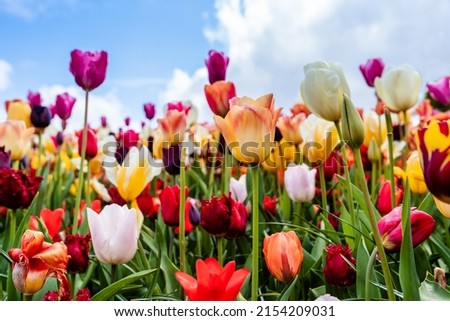 Colorful blooming tulip field at blue sky background in famous Keukenhof public garden - popular tourist destination at spring season in Netherlands