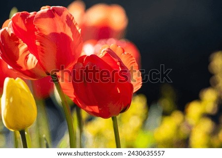Colorful Blooming Tulips in Sunny Spring Day with Blurred Background