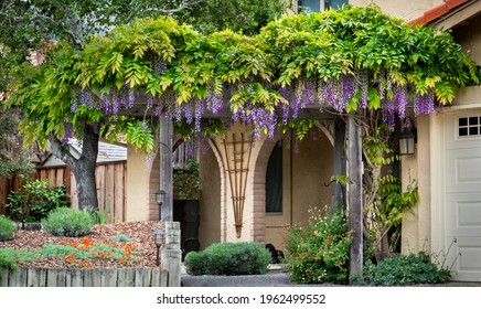 A colorful blooming Wisteria plant with purple flowers grows on a trellis in California. 