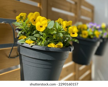 Colorful blooming yellow Viola Cornuta pansies flowers in decorative flower pot hanging on a wooden wall close up in balcony terrace garden