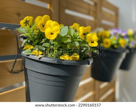 Colorful blooming yellow Viola Cornuta pansies flowers in decorative flower pot hanging on a wooden wall close up in balcony terrace garden