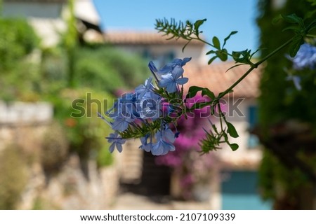 Colorful blossom of summer flowers in ancient french village Grimaud, tourists destination, Var, Provence, France