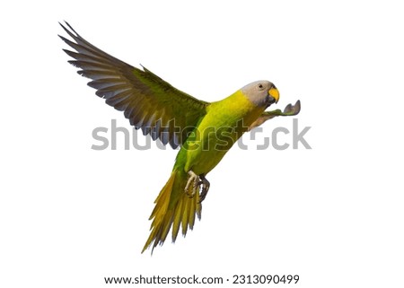Colorful blossom-headed Parakeet spreading wings in mid air isolated on white background