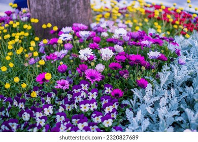 Colorful blossoms of African daisy, cape daisy, osteospermum, daisy bushes blooming - Powered by Shutterstock