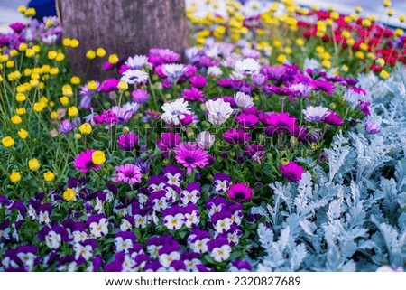 Similar – Image, Stock Photo Beach flowers, purple blossoms, fence post backlit, sunny scene on baltic sea