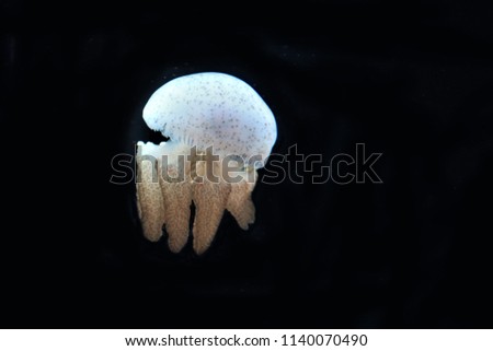 The colorful of Blubber Jellyfish on black isolated background. Catostylus townsendi  is in the family Catostylidae. 