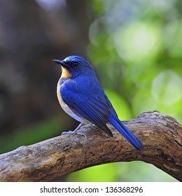 Colorful blue bird, male Hill Blue Flycatcher (Cyornis banyumas), standing on the log, back profile