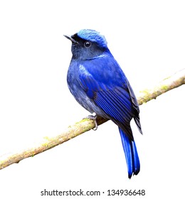 Colorful blue bird, male Large Niltava (Niltava grandis) on a branch, back profile, isolated on a white background