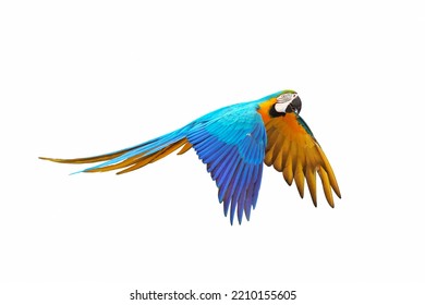 blue and gold macaw flying