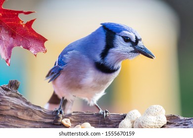 Colorful Blue Jay In Canadian Autumn