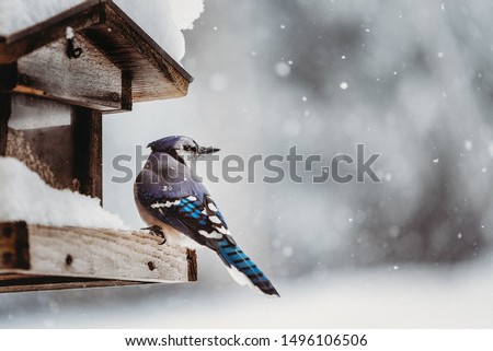 Colorful blue jay perched on a snow covered feeder sheltered by a wooden roof gazing backwards through negative space filled with falling snowflakes on a cold winter day.
