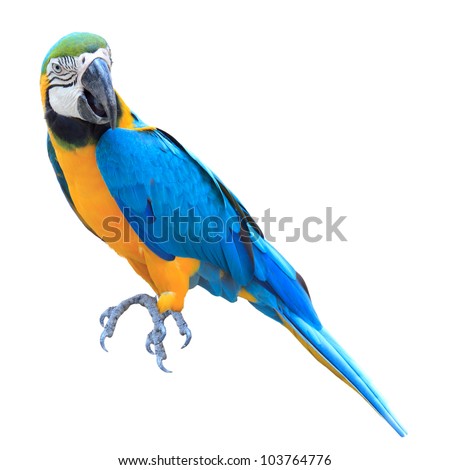 Colorful blue parrot macaw isolated on white background