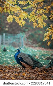 Colorful blue peacock with bokeh background, taken in Bagatelle gardens in Paris, France