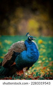 Colorful blue peacock with bokeh background, taken in Bagatelle gardens in Paris, France