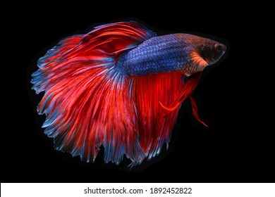 92,259 Fighting for a fish Images, Stock Photos & Vectors | Shutterstock