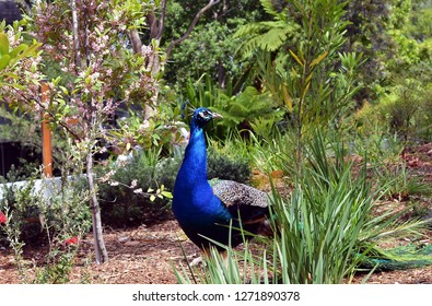 Colorful 'Blue Ribbon' Peacock with the park greenery background. Taronga Zoo, Sydney, Australia