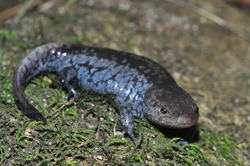 Colorful Blue Spotted Mole Salamander Macro Portrait