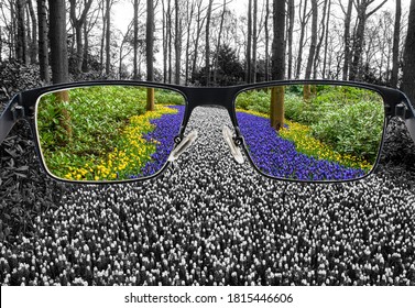 Colorful blue and yellow grape hyacinths in the park around bleach landscape. Optimistic world perception. Color blindness cure.
