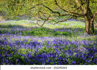 Colorful Bluebells In A Forest