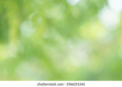 Colorful blurred green nature background abstract.Environmental and Agriculture concept.Abstract background of a modern and blank template for a document or advertising.