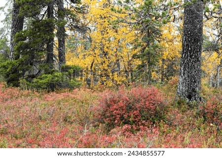 A colorful Bog bilberry shrub during fall foliage in Salla National Park, Northern Finland