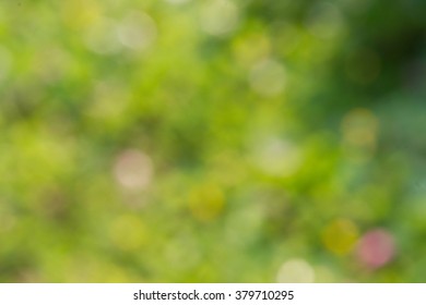 Colorful bokeh ,blurred beautiful wild flower,colorful flower blurred background