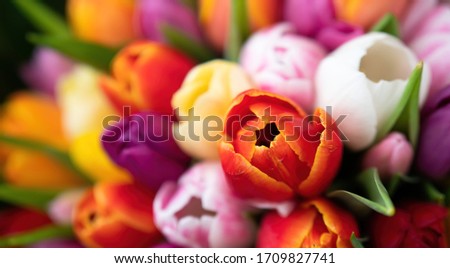 Colorful bouquet of beautiful tulips. Spring flowers. Full frame background. Greeting card with copy space for your advertising text message for Valentine's Day, Woman's Day and Mother's Day.