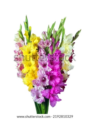 Colorful bouquet of gladiolus isolated on white.