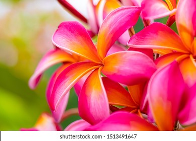 Colorful bouquet / grouping of tropical Plumeria or Frangipani flowers in Honolulu Hawaii - pink and yellow colors against green bokeh background - Powered by Shutterstock