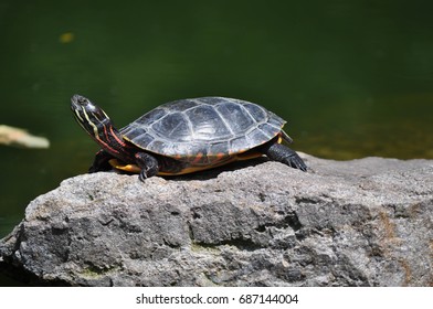 18 Pennsylvania box turtle Images, Stock Photos & Vectors | Shutterstock