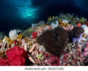 Colorful Branching Sea Anemone - Aquatic Flowering Plant - Saltwater Marine Species In The Phylum Cnidaria With Colorful Soft Coral Under Deep Blue Sea Sky Of Tropical Indo Pacific - Indian Ocean.