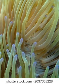 Colorful Branching Sea Anemone Tentacles - Aquatic Flowering Plant - Saltwater Marine Species In The Phylum Cnidaria Under Tropical Indo Pacific - Indian Ocean.