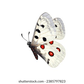 Colorful bright apollo butterfly isolated on white. Beautiful butterfly for design. - Powered by Shutterstock