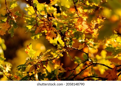 Colorful Bright Autumn Leaves Hanging On An Oak Tree In Autumnal Park Back Lit By Golden Sun. Beautiful Fall Nature Scene. Very Shallow Focus, Background Blur.