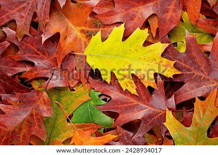 Colorful and bright background of fallen autumn leaves. Background of group of autumn leaves.
