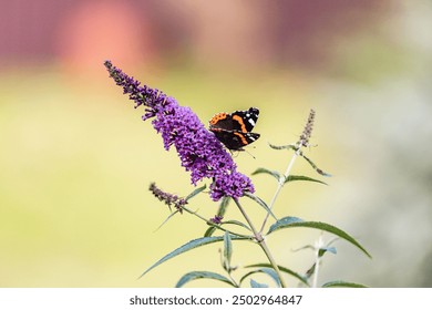 Colorful bright butterfly with orange wings on bright purple flowers - blooming buddleia and garden insects - Powered by Shutterstock