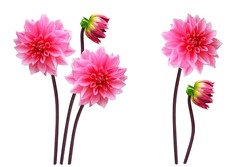 Colorful Bright Flower Dahlia Isolated On White Background. Nature