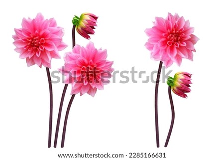 Colorful bright flower dahlia isolated on white background. nature