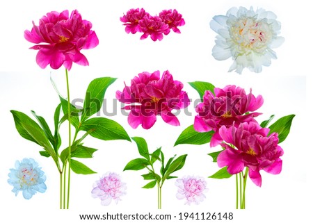 Similar – Image, Stock Photo red blooming peony with green leaves