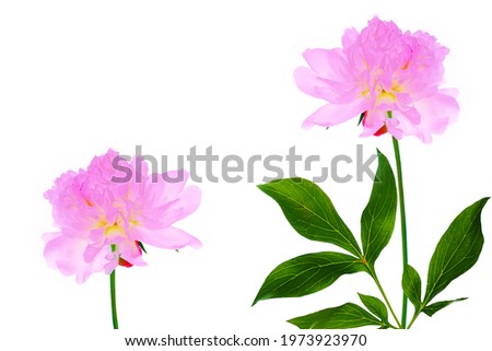 Similar – Image, Stock Photo red blooming peony with green leaves