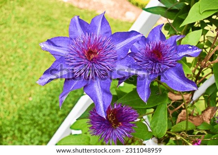 Colorful bright Multi Blue clematis flowering in spring.