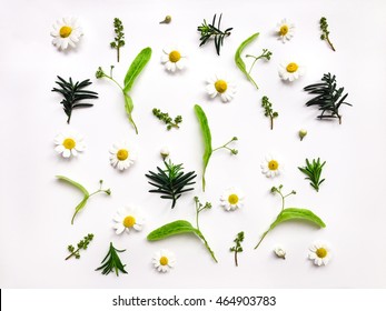 Colorful bright pattern of meadow herbs and flowers on white background. Flat lay, top view, natural background