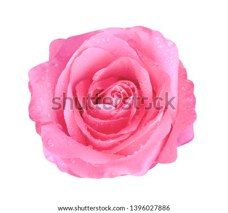 Colorful bright pink rose flowers blooming with water drops top view isolated on white background with clipping path